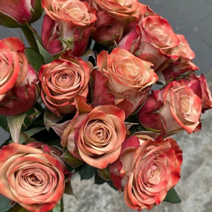 卡布奇诺 肯尼亚玫瑰花大苗咖啡色切花大花多季月季阳台庭院