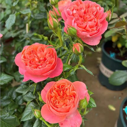 血橙果汁 月季花苗 果汁系列月季丰花多头勤花 庭院阳台盆栽花卉