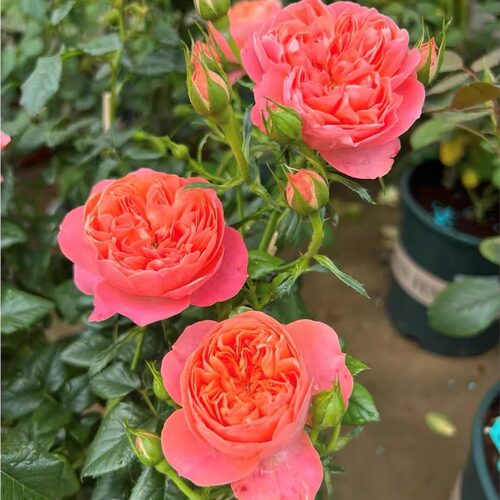 血橙果汁 月季花苗 果汁系列月季丰花多头勤花 庭院阳台盆栽花卉
