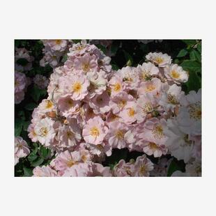 新品 卖花女/卖花女孩 月季花苗 单瓣灌木多头勤花茶香庭院阳台