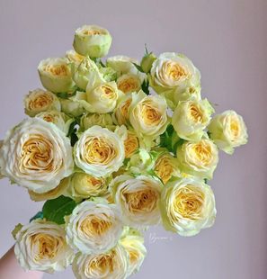 多头玫瑰 牛油果 奶油抹茶月季花苗勤花 栽植庭院阳台盆栽花卉