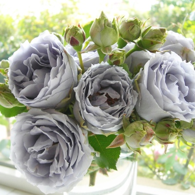 新品 青龙 月季花苗直立性好强香紫色多季耐热花卉绿植物盆栽