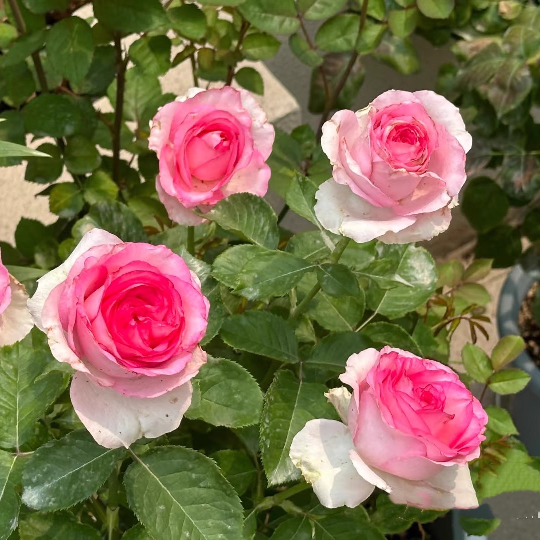 新品 贝拉维塔 月季花苗 灌木大花浓香灌木勤花玫瑰 庭院阳台盆栽