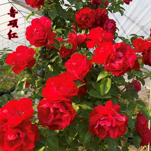 三季红/鲁硕红 月季花苗爬藤多花红蔷薇勤花盆栽藤本花卉庭院植物