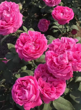 牡丹月季 重瓣浓香大花爬藤月季花苗 庭院阳台盆栽花卉