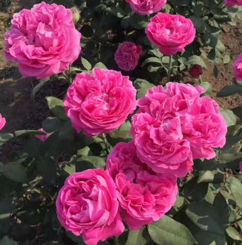 牡丹月季 重瓣浓香大花爬藤月季花苗 庭院阳台盆栽花卉