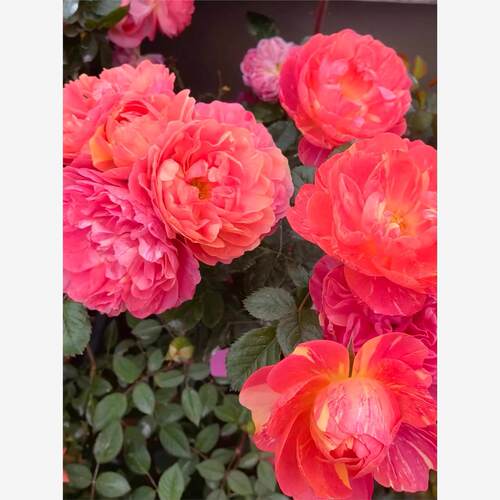 新品 画沙果汁 果汁系列月季花苗多头灌木勤花阳台庭院盆栽植物