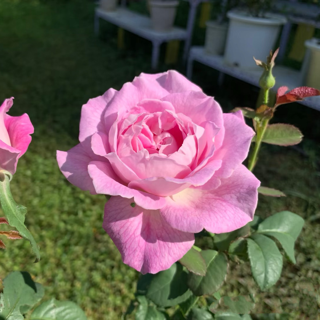 新品 荠荷 月季花苗 大花浓香丰花灌木切花月季 露台庭院盆栽