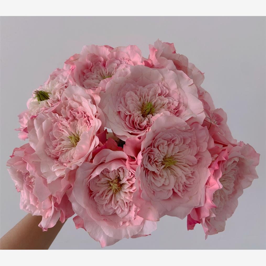 新品 美琴 月季花苗 日月大花重瓣灌木多头勤花月季庭院阳台盆栽