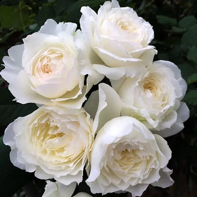 雪野一梦/奶油泡芙/踏雪 月季花苗 日本灌木勤花浓香月季庭院阳台