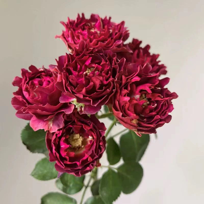 红茶海葵 月季花苗多头勤花阳台盆栽玫瑰月季花卉庭院植物