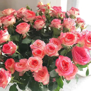 爱丽丝泡泡月季花苗灌木多头小玫瑰多季栽植庭院阳台盆栽花卉耐热