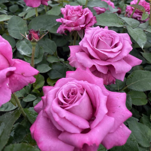 浓香大花阳台庭院盆栽卉 花苗法国玫昂欧月季 克劳德布拉瑟 月季