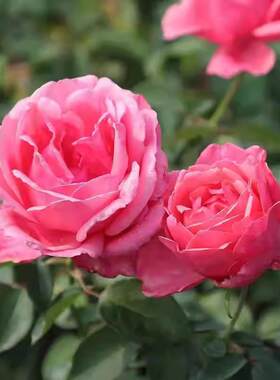 国月 粉扇 月季花苗 阳台庭院大花月季勤花 绿植阳台庭院盆栽