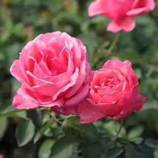 勤花 国月 绿植阳台庭院盆栽 阳台庭院大花月季 花苗 粉扇 月季