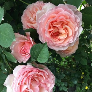 夏琳王妃/浪漫俳句 月季花苗大花灌木浓香勤花月季 庭院阳台盆栽