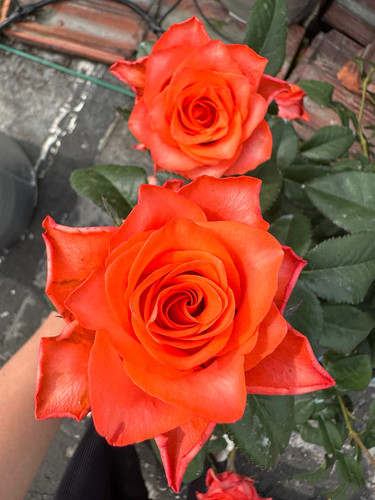新品【橘利兹】月季切花大花月季花苗庭院阳台盆栽勤花