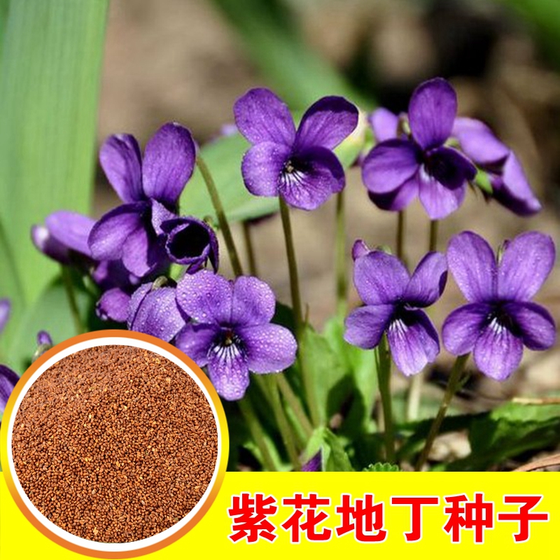 紫花地丁种子散装中药材苦地丁甜地丁种子种苗阳台观