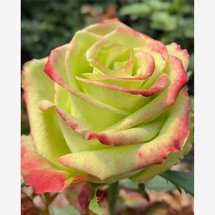 大花灌木直立勤花切花玫瑰 新品 花苗 月季 庭院阳台盆栽 青苹果