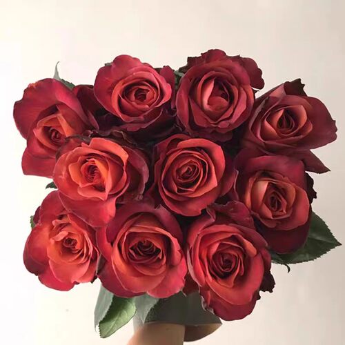 咖啡时间 月季花苗 大花灌木淡香切花勤花月季庭院阳台花卉盆栽