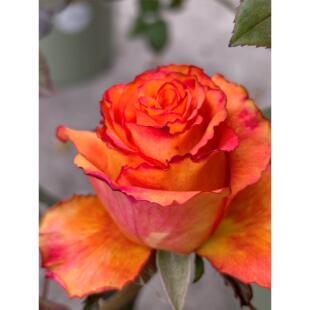 新品 逆光 月季花苗 橙色波浪边 大花灌木切花月季 庭院阳台盆栽