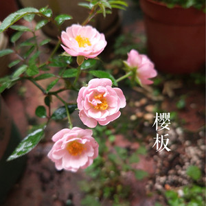 超级微型月季小苗 樱坂 樱贝姬 日本月季迷你灌木品种