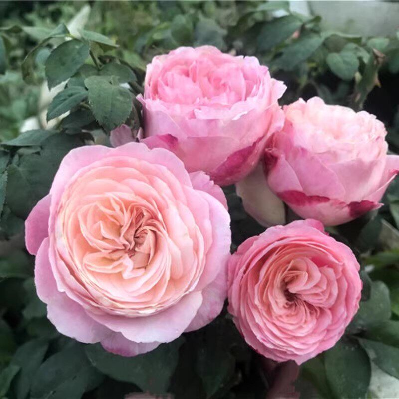 新品 美空/环 月季花苗 大花灌木切花重瓣勤花月季庭院阳台盆栽