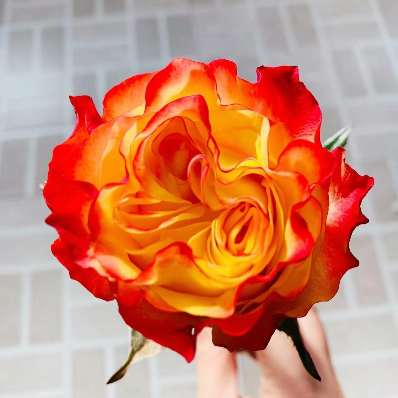 新品 胜利女神 月季花苗肯尼亚大花灌木切花直立玫瑰阳台庭院盆栽