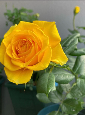 苏格兰黄油月季花苗大花切花盆栽多季灌木庭院阳台花卉植物