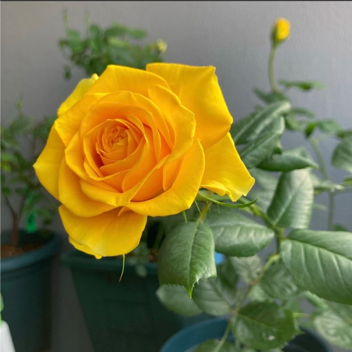 苏格兰黄油月季花苗大花切花盆栽多季灌木庭院阳台花卉植物