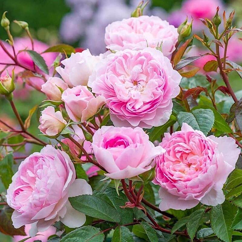 新品 织工马南 月季花苗 浓香灌木勤花多头重瓣月季 庭院阳台盆栽图片