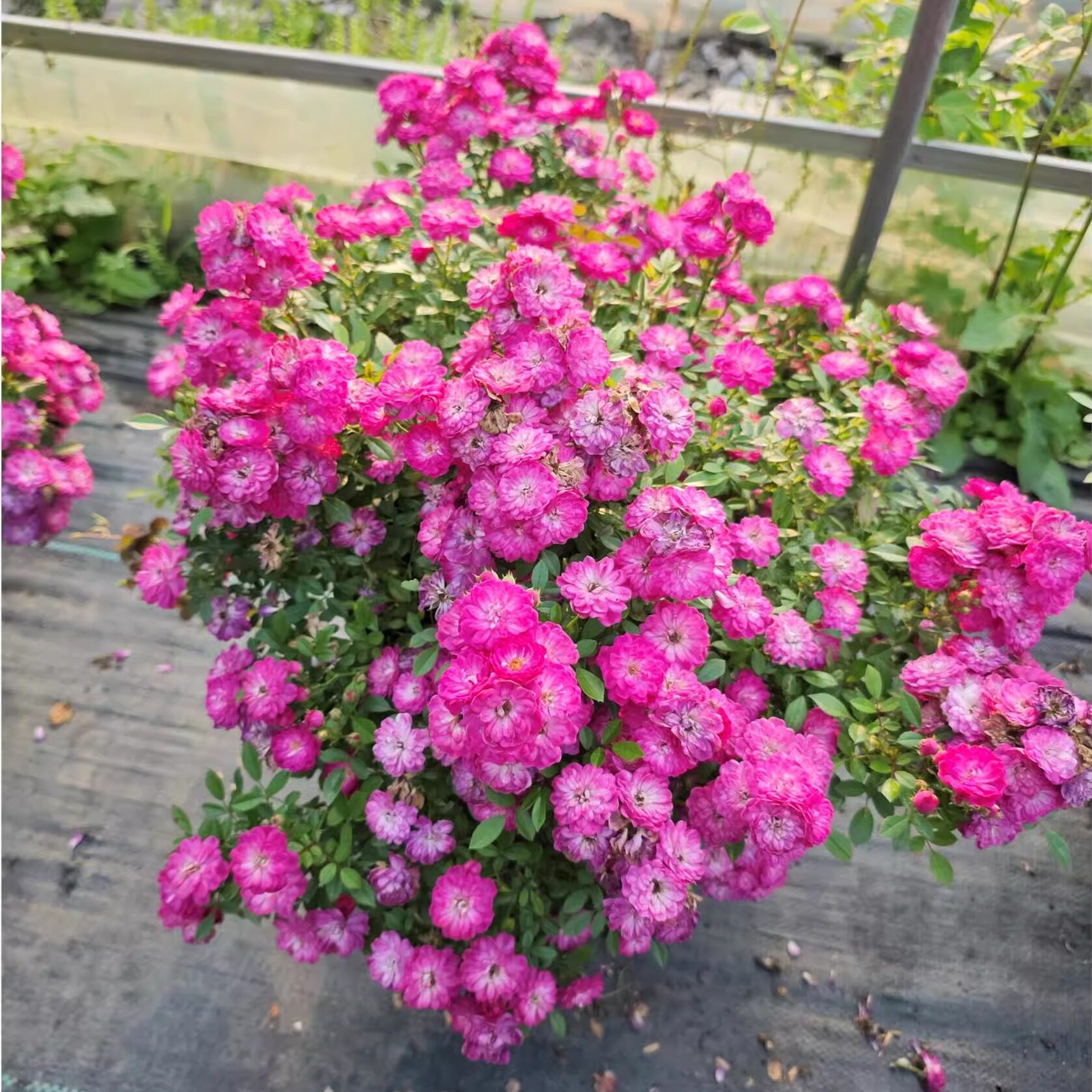 微月 紫红微月 月季花苗微型月季多头勤花灌木玫瑰庭院阳台盆栽