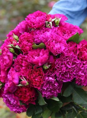 暮光之城 月季花苗 大花浓香勤花月季日月庭院阳台盆栽花卉植物