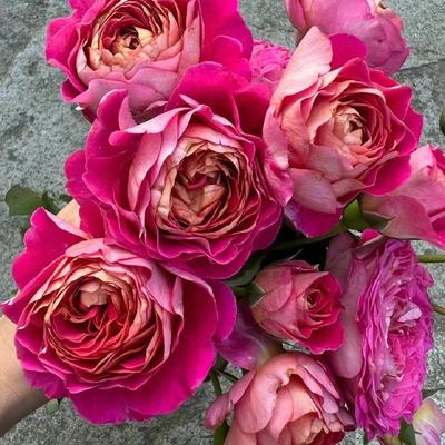 伊莱百年庆典 月季花苗 浓香大花灌木多头勤花月季庭院阳台盆栽