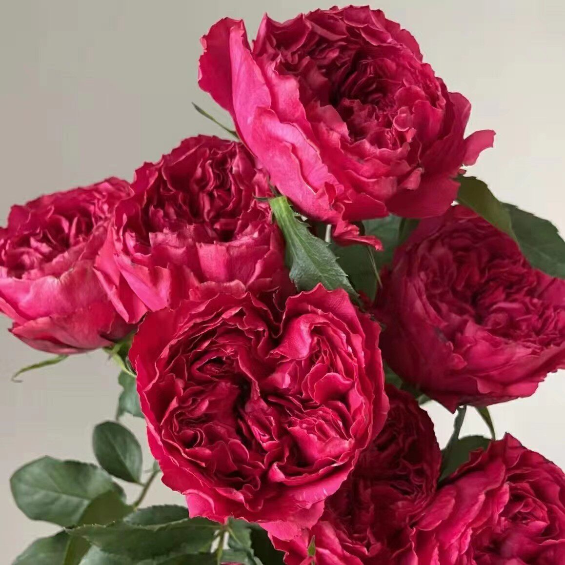 新品 树莓优雅 月季花苗大花阳台玫瑰切花庭院花卉勤花蔷薇植物