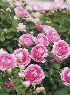 音乐之声/玛利亚小姐月季超新品浓香勤花抗病科德斯阳台盆栽花苗