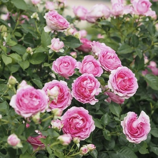 音乐之声/玛利亚小姐月季超新品浓香勤花抗病科德斯阳台盆栽花苗