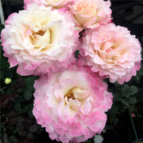 新品 六翼天使 月季花苗 日月河本天使系列庭院阳台盆栽花卉浓香