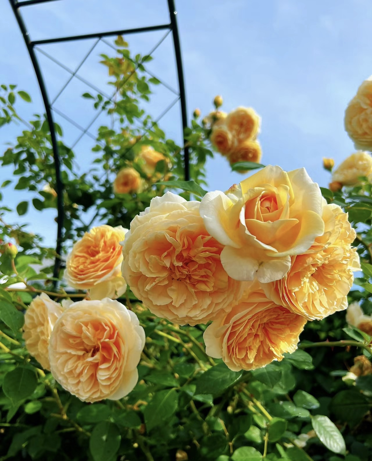 欢笑格鲁吉亚多季节藤本阳台庭院盆栽植物玫瑰花卉绿植耐寒耐热
