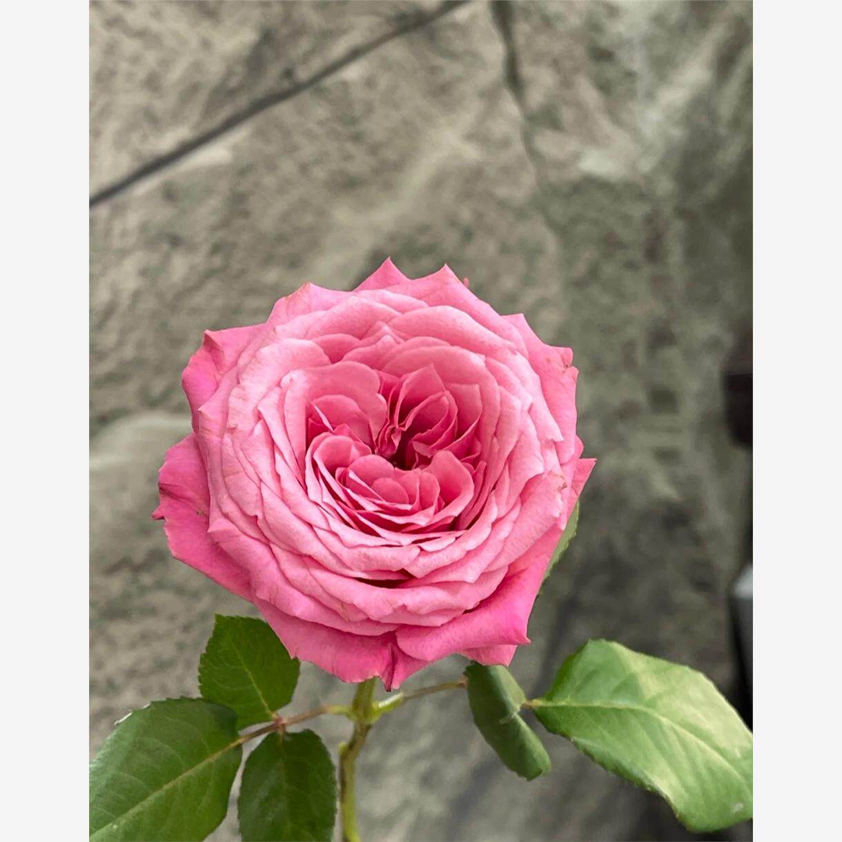 新品 小红莓 月季花苗大花灌木直立勤花切花玫瑰重瓣庭院阳台盆栽