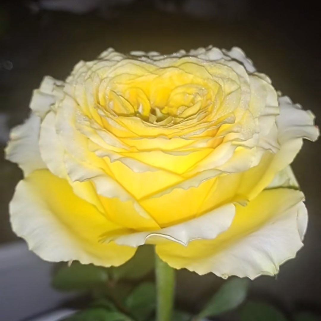 新品 高奇 月季花苗 大花灌木直立重瓣切花月季 庭院阳台盆栽