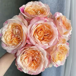 诗歌/诗学 月季花苗 荷兰果香切花 灌木勤花月季庭院阳台盆栽