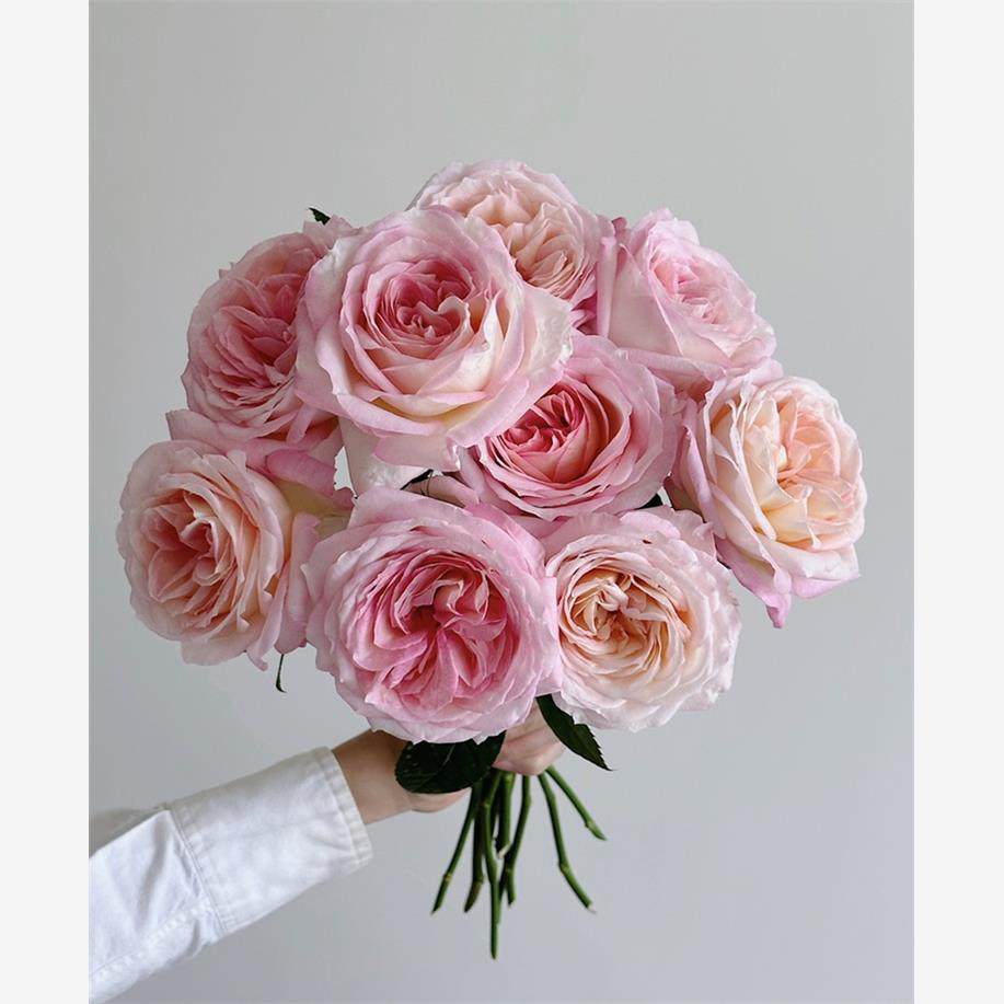 新品 赫兹 月季花苗 大花灌木重瓣直立切花玫瑰 庭院阳台盆栽,鲜花速递/花卉仿真/绿植园艺,月季/蔷薇/玫瑰,淘宝优惠券,粉丝福利购,淘宝优惠卷