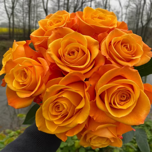 大花灌木勤花 新品 花苗 月季 阳台庭院盆栽 阿罗哈