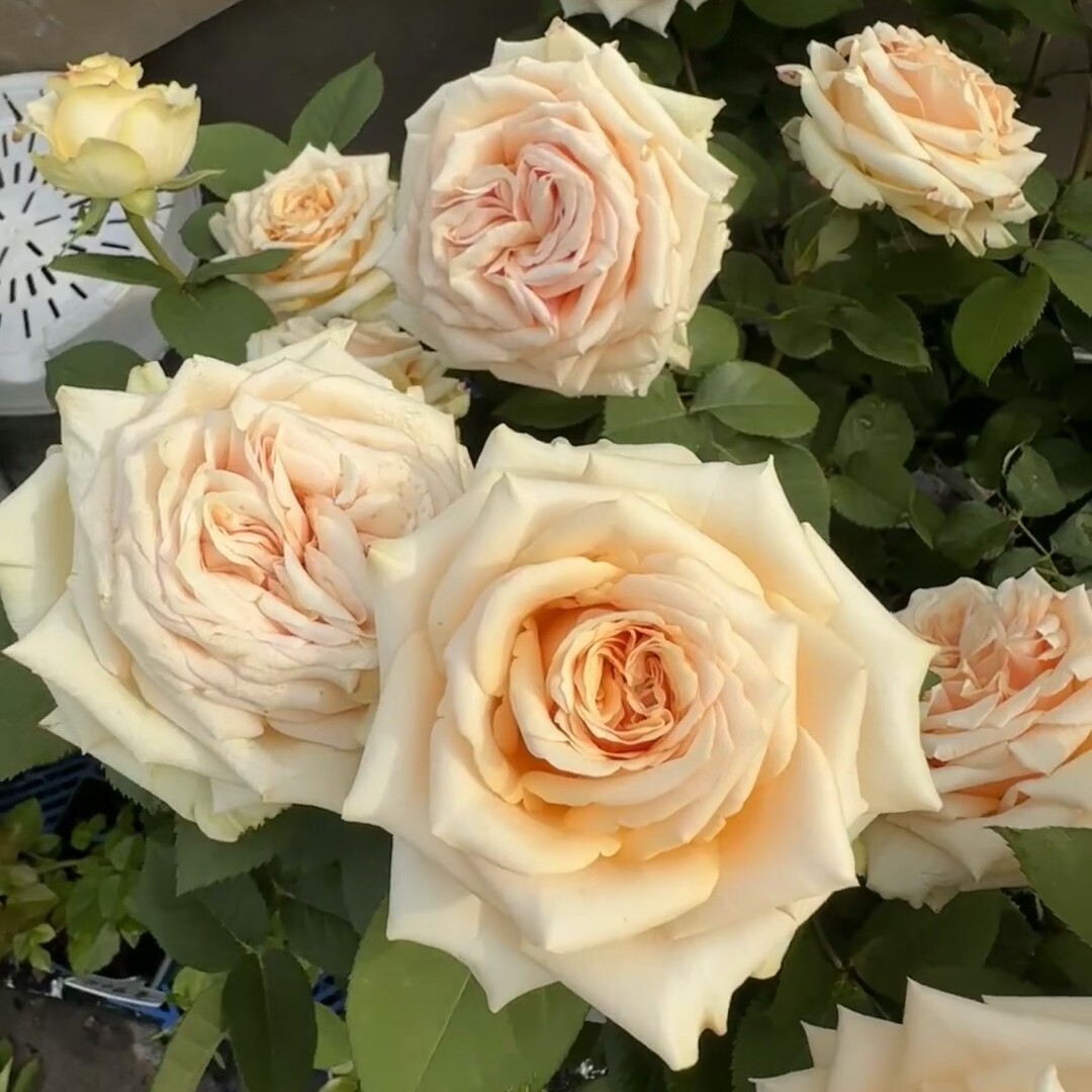 新品 无人区沙漠 月季花苗 大花灌木直立切花月季 庭院阳台盆栽