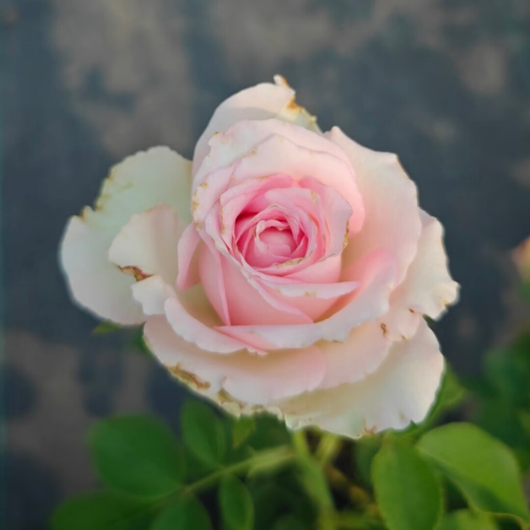新品 魂巨 月季花苗 大花多头勤花灌木切花月季 阳台庭院盆栽植物