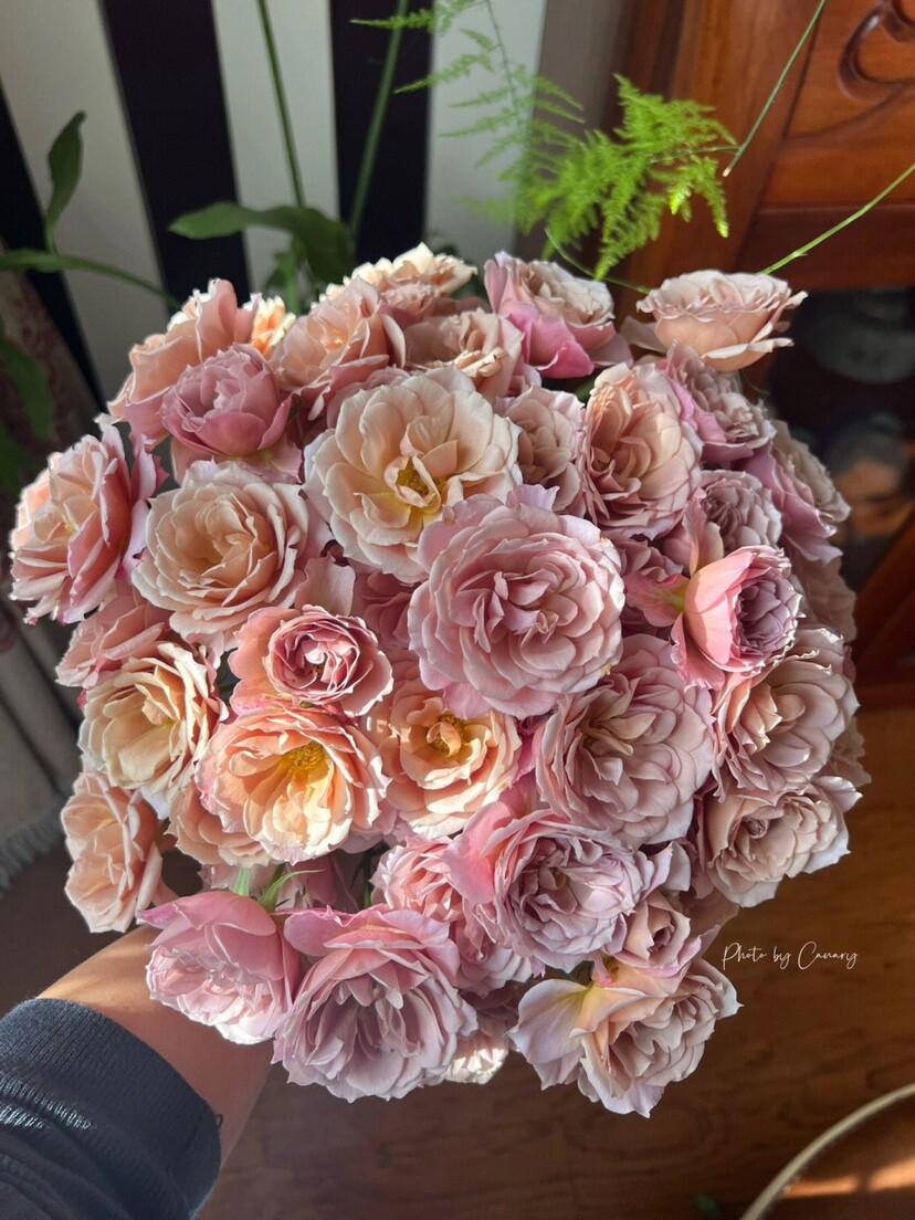 新品 天空/索拉sola月季花苗 日本葵芽变复古色多头灌木月季盆栽