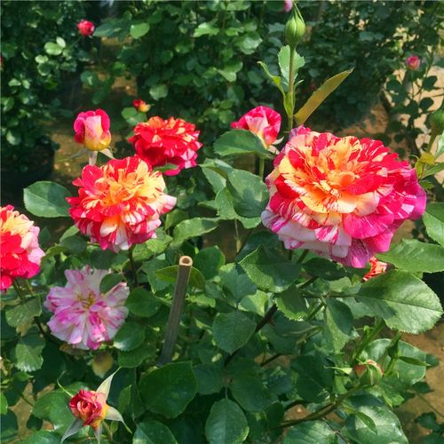 全美魔术 条纹系列多花灌木月季花苗阳台庭院楼顶盆栽多季开花