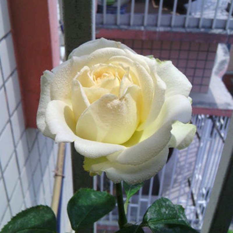 新品 法国花边 月季花苗 大花浓香玫瑰法国香水月季庭院阳台盆栽