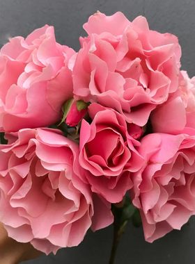 新品 达芙妮/人鱼公主 月季花苗 大花灌木多头勤花阳台庭院盆栽